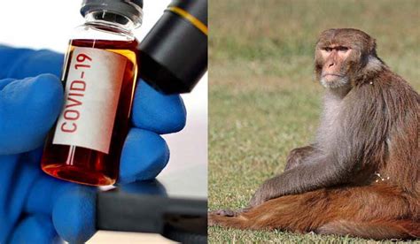 Monkey blood medicine - The femoral vein and artery are the preferred site for blood sample collection in nonhuman primates. If tolerated, these samples can be collected on awake and restrained patients. ... If sedation is needed, the dissociative drugs (eg, ketamine), can be used. Larger New World primates may be intubated using typical small-animal techniques via ...